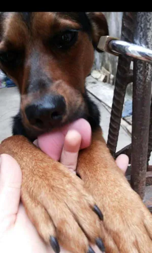 Cachorro raça Rottwiler com vira lata idade 1 ano nome James