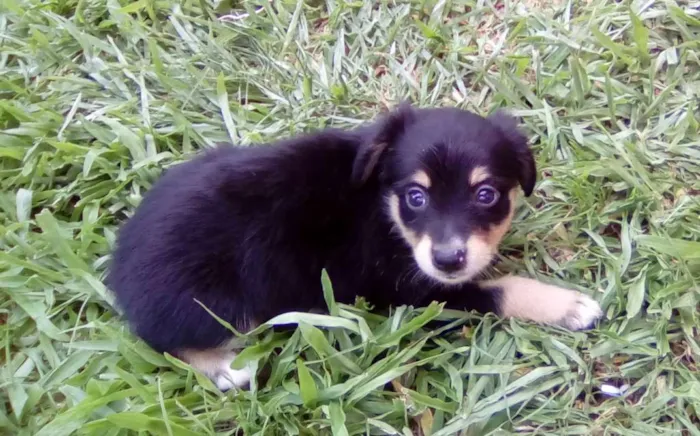 Cachorro raça Não definida idade Abaixo de 2 meses nome Sem nome