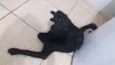 Scoob