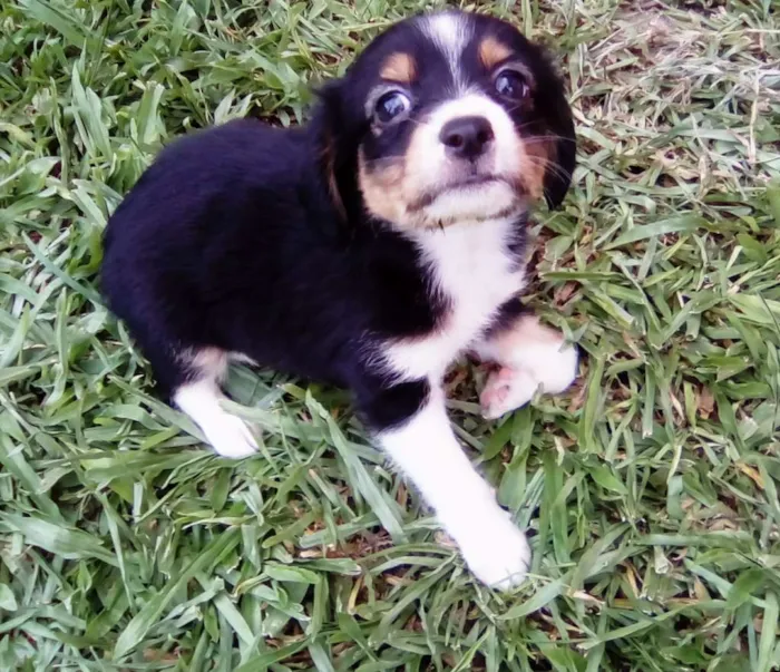 Cachorro raça Não definida idade Abaixo de 2 meses nome Sem nome