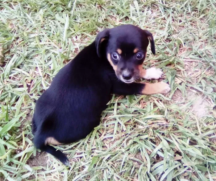 Cachorro raça Não definida idade Abaixo de 2 meses nome Sem nome
