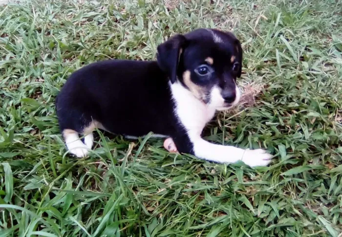 Cachorro raça Não definida idade Abaixo de 2 meses nome Sem nome