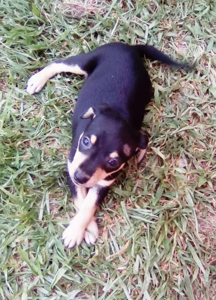 Cachorro raça Não definida idade Abaixo de 2 meses nome Sem nome