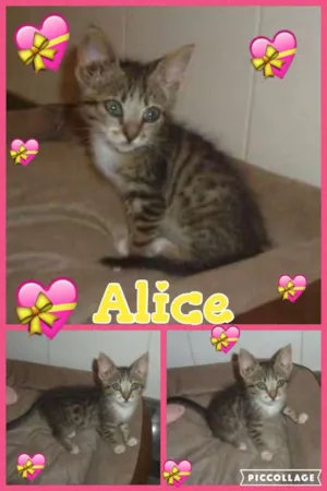 Gato raça srd idade 2 a 6 meses nome alice