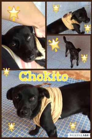 Cachorro raça SRD idade 2 anos nome CHOKITO