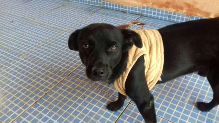 Cachorro ra a SRD idade 2 anos nome CHOKITO