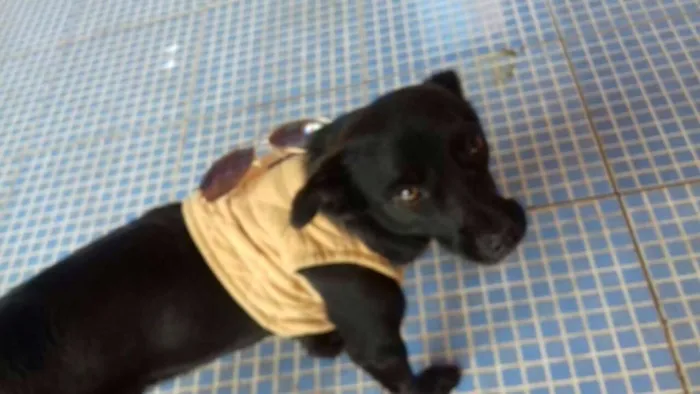 Cachorro ra a SRD idade 2 anos nome CHOKITO