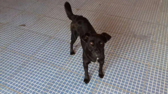 Cachorro ra a SRD idade 2 anos nome CHOKITO