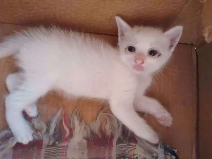 Gato ra a SRD idade Abaixo de 2 meses nome Branquinha
