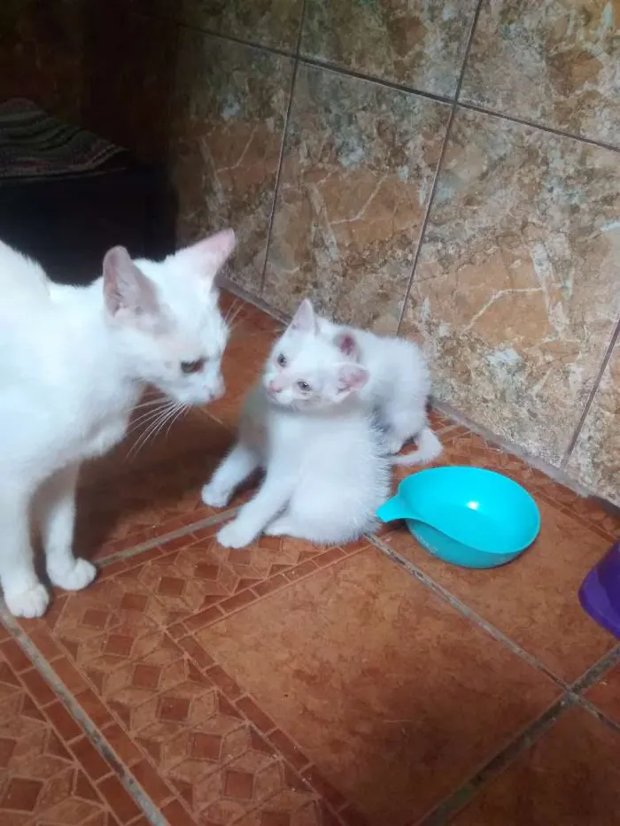 Gato ra a SRD idade Abaixo de 2 meses nome Branquinha