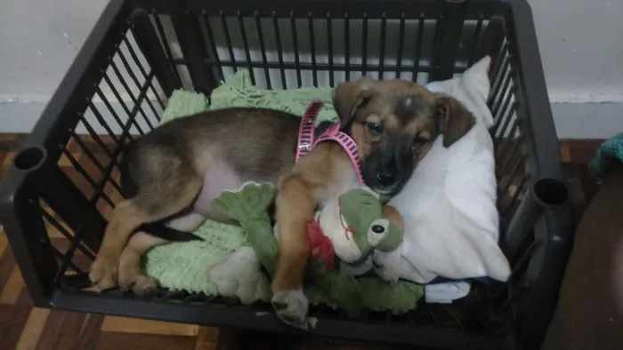 Cachorro raça Vira lata idade 2 a 6 meses nome Inha