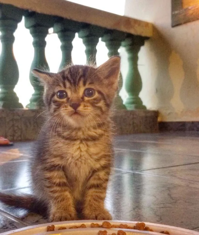 Gato ra a - idade Abaixo de 2 meses nome -