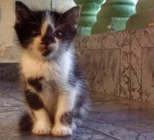 Gato raça - idade Abaixo de 2 meses nome -