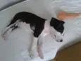 Snoop