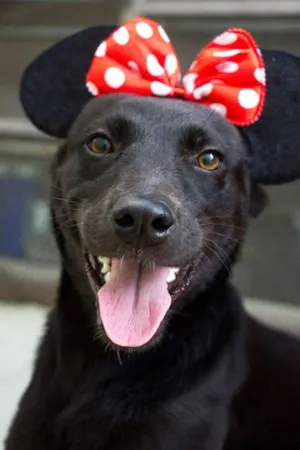 Cachorro raça srd idade 1 ano nome Candy