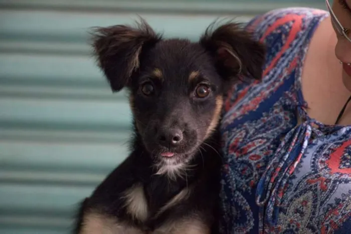 Cachorro ra a srd idade 7 a 11 meses nome Balu