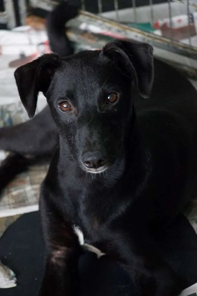 Cachorro ra a SRD idade 1 ano nome Kim