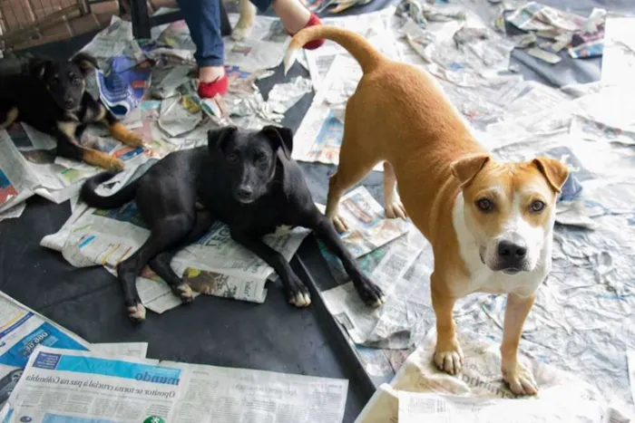 Cachorro ra a srd idade 3 anos nome Lorena