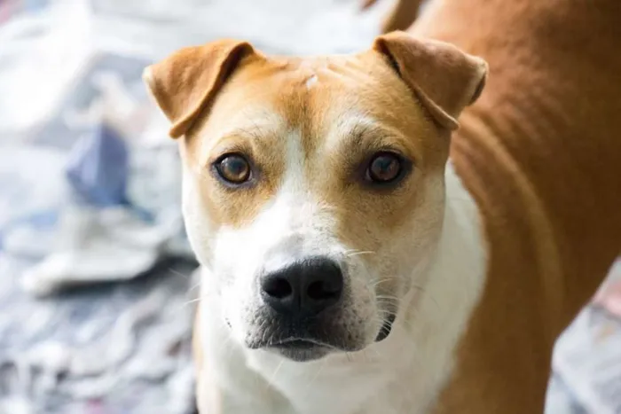 Cachorro ra a srd idade 3 anos nome Lorena