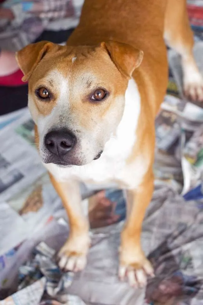 Cachorro ra a srd idade 3 anos nome Lorena