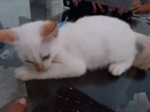 Gato raça  idade 7 a 11 meses nome Cristal 