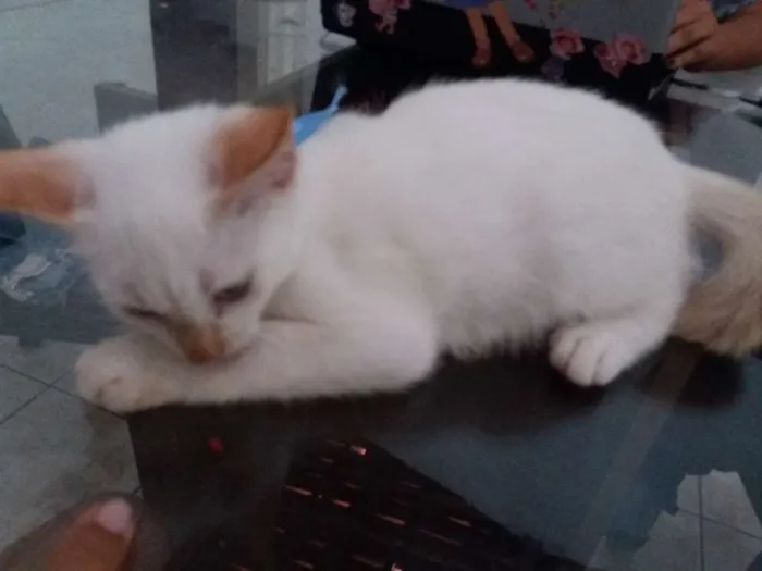 Gato ra a  idade 7 a 11 meses nome Cristal 