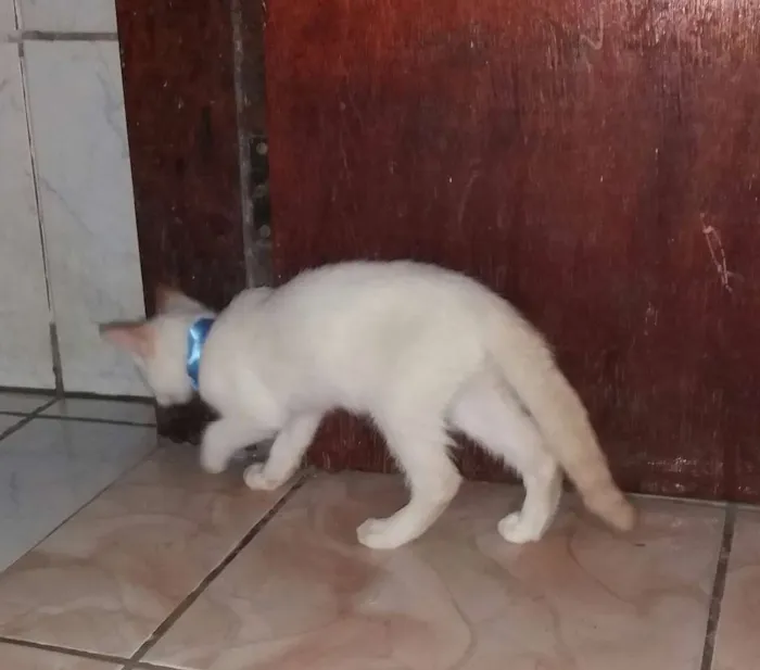 Gato ra a  idade 7 a 11 meses nome Cristal 