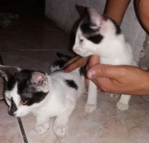 Gato raça  idade 2 a 6 meses nome Rubir