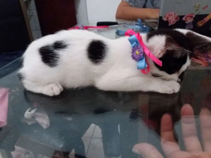Gato ra a  idade 2 a 6 meses nome Rubir