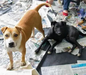 Cachorro raça srd idade 3 anos nome Lorena