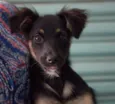 Balu