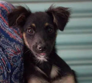 Cachorro raça srd idade 7 a 11 meses nome Balu