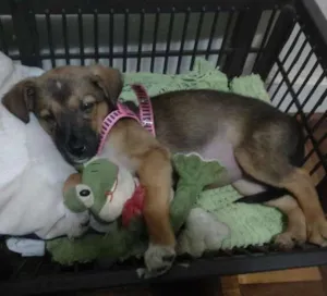 Cachorro raça Vira lata idade 2 a 6 meses nome Inha