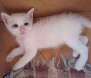 Gato raça SRD idade Abaixo de 2 meses nome Branquinha