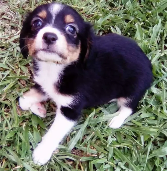 Cachorro raça Não definida idade Abaixo de 2 meses nome Sem nome