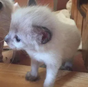 Gato raça SRD idade Abaixo de 2 meses nome Tom e Fofinho