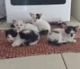 Sabrina , Palhacinho