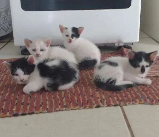 Gato ra a Não tem idade Abaixo de 2 meses nome Sabrina , Palhacinho