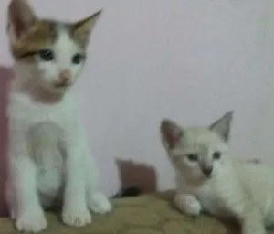 Gato raça Vira-lata idade 2 a 6 meses nome Filhotes