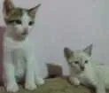 Gato raça Vira-lata idade 2 a 6 meses nome Filhotes