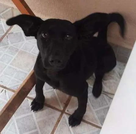 Cachorro ra a Vira Lata idade 7 a 11 meses nome Bella