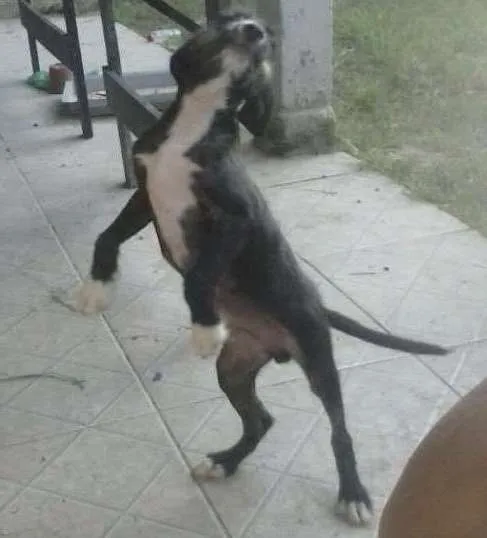 Cachorro ra a Vira lata  idade 2 a 6 meses nome Conan