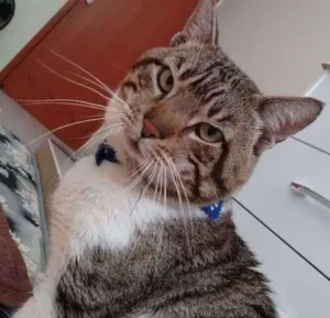 Gato raça Sem raça definida idade 6 ou mais anos nome Elvis
