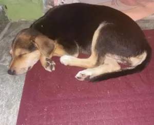 Cachorro raça Misturada idade 2 a 6 meses nome Jasmin