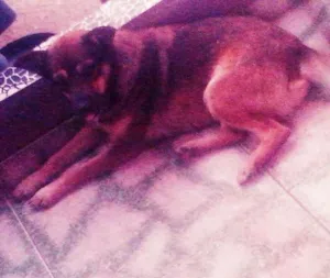 Cachorro raça Manto negro com Vira-Lata idade 1 ano nome Violetta