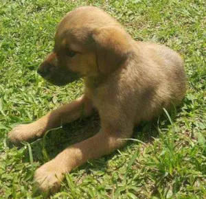 Cachorro raça SRD idade 2 a 6 meses nome SEM NOME - 3