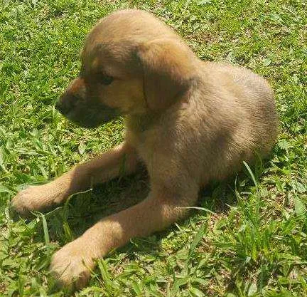 Cachorro ra a SRD idade 2 a 6 meses nome SEM NOME - 3