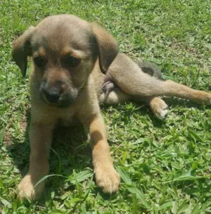 Cachorro raça SRD idade 2 a 6 meses nome SEM NOME - 2