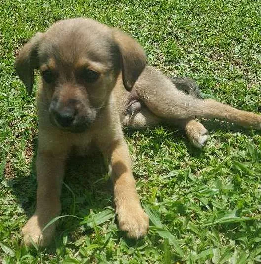 Cachorro ra a SRD idade 2 a 6 meses nome SEM NOME - 2