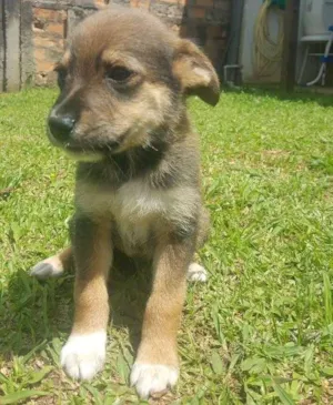 Cachorro raça SRD idade 2 a 6 meses nome SEM NOME - 1
